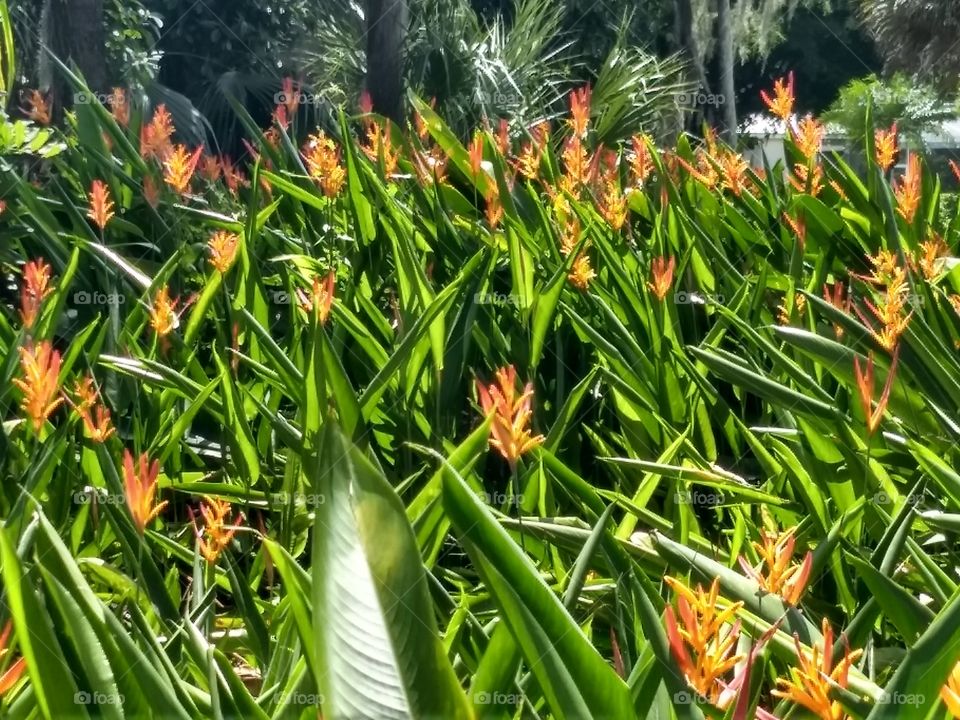 Sea of orange - Heliconia