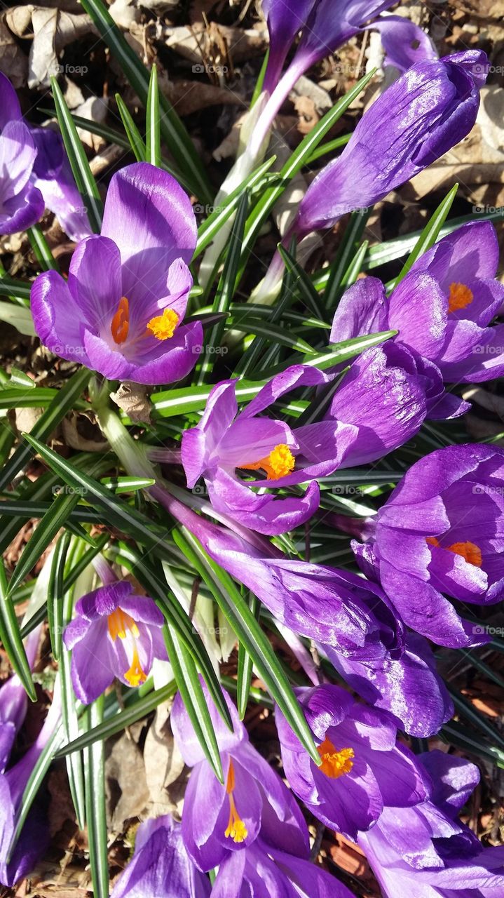  spring in New England