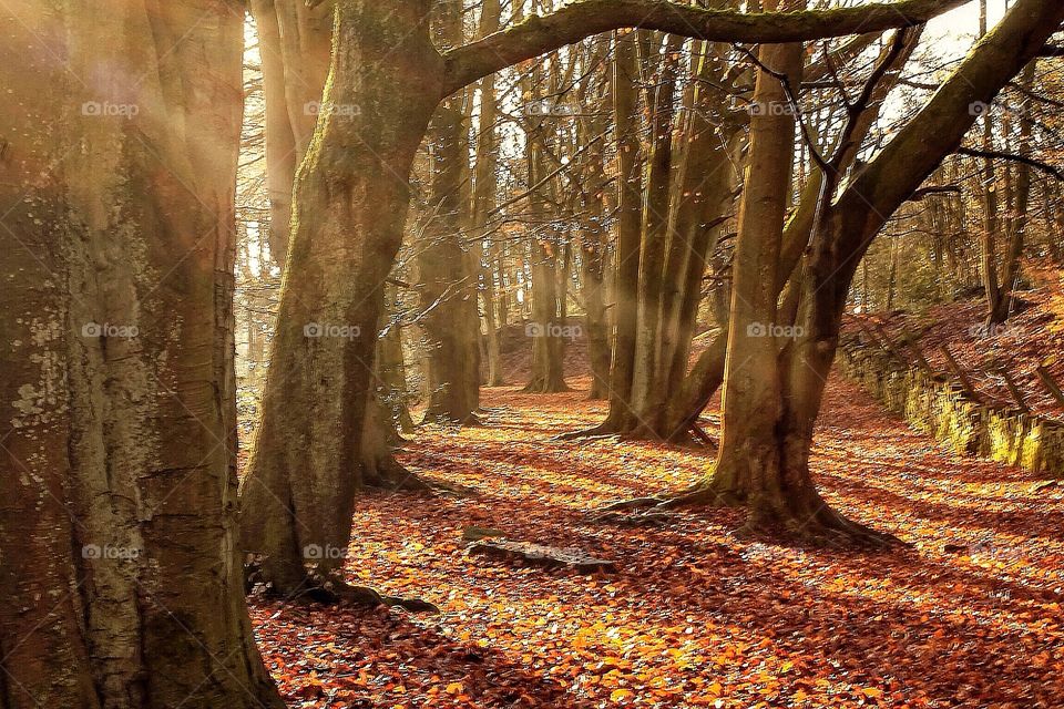 Colours of nature. Morning stream of sunshine in the woods