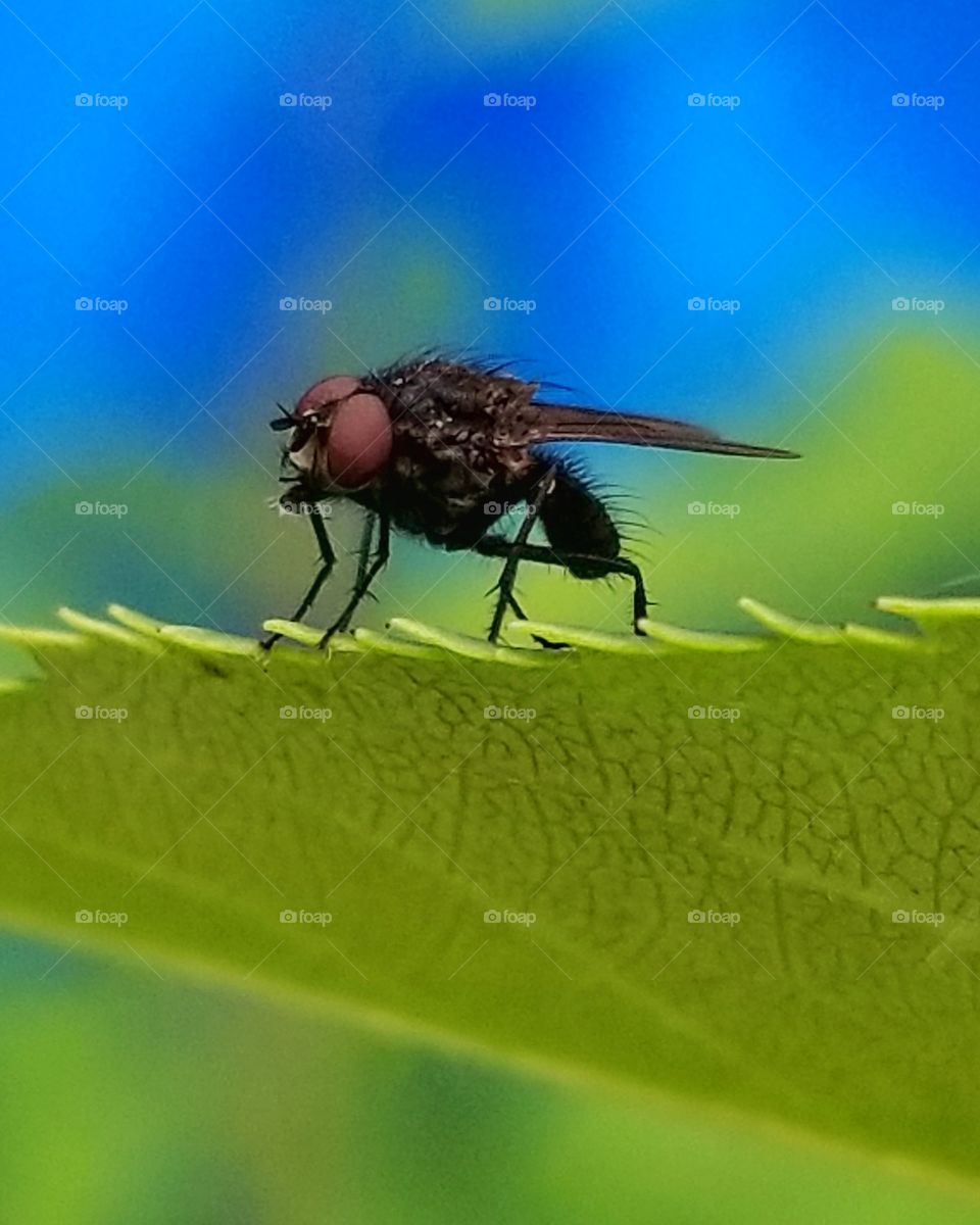 Little black fly on a leaf