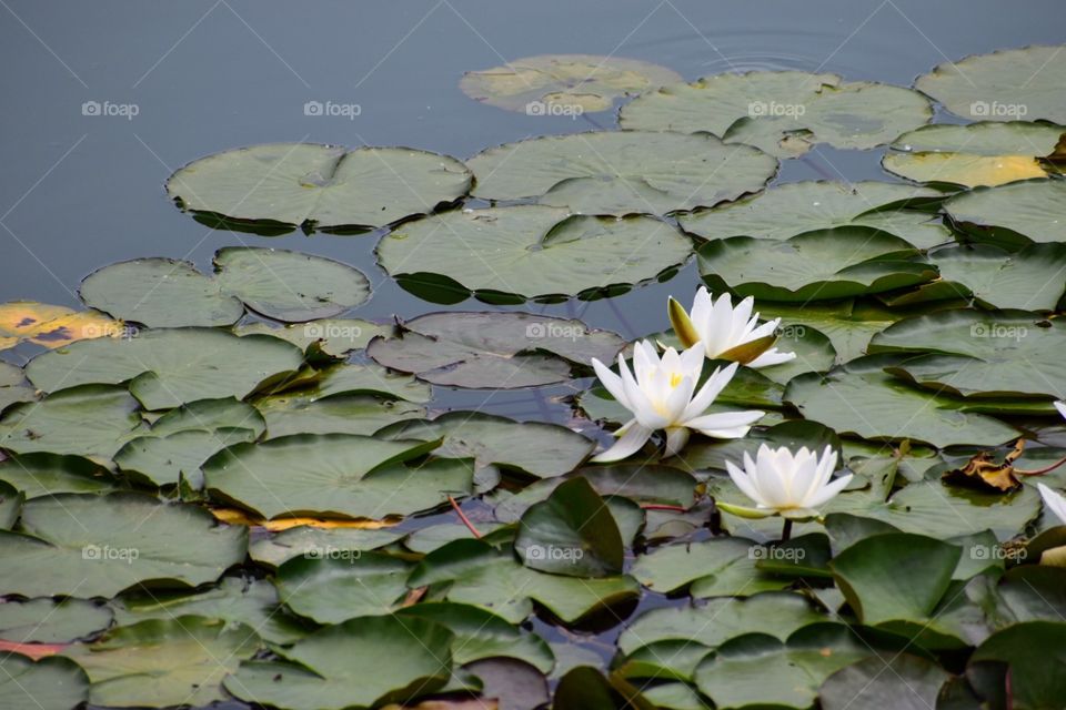 water lilies