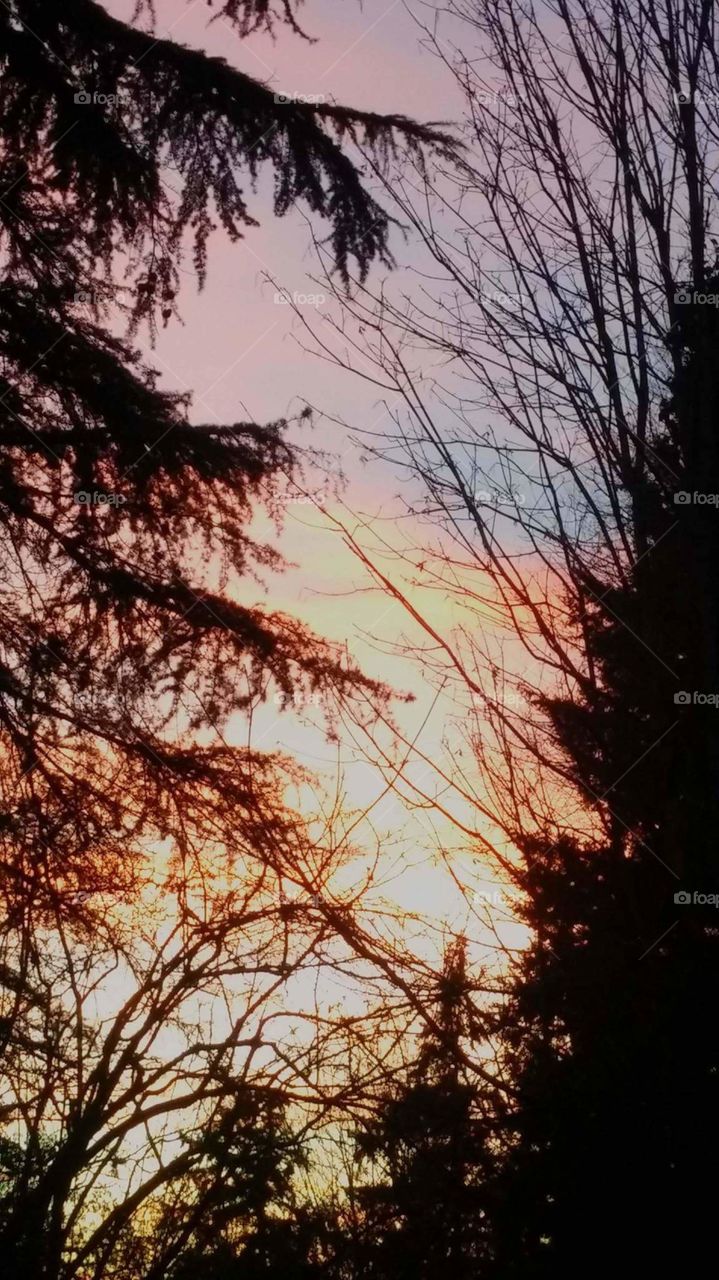branchy sunset