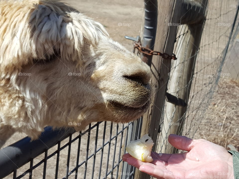 A person feeding alpacas