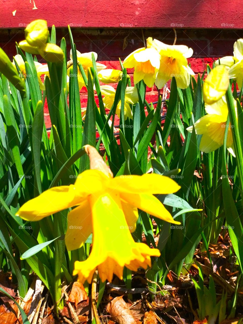 yellow daffodils