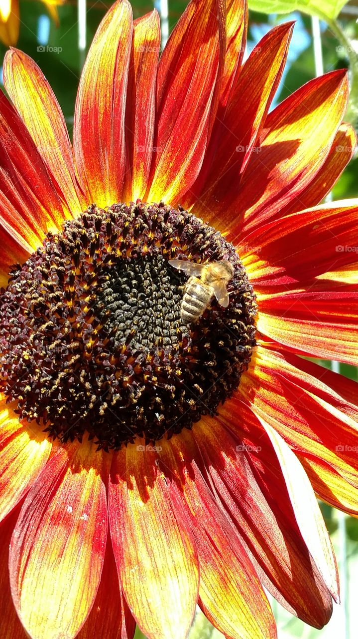 sunflower with honey bee