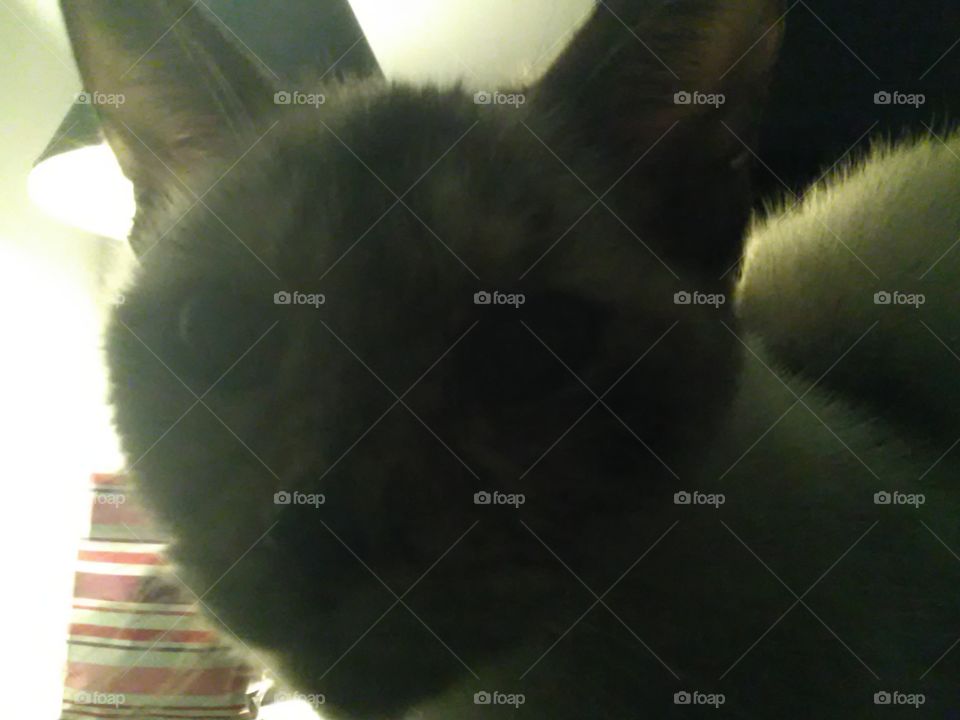 Siamese cat.   up close