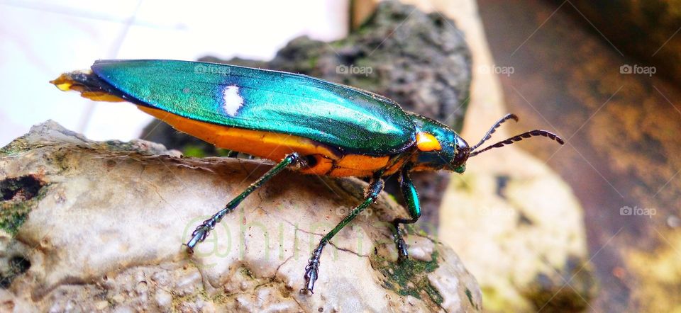 Gem beetles are often brightly colored and always have a hint of color usually on the underside.