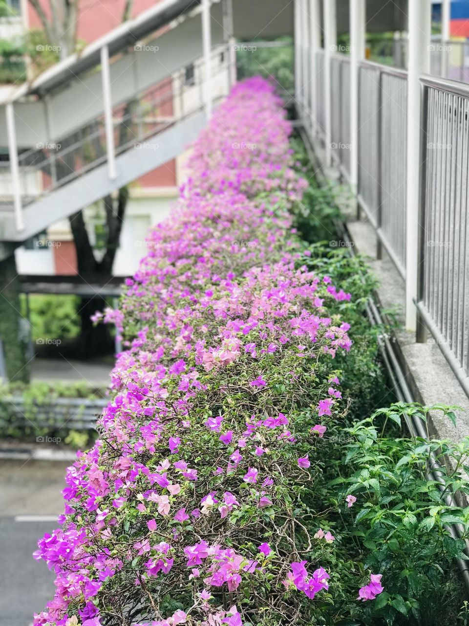 Pink colour flower  plants on both sides of over bridge looks beautiful and colourful 😍