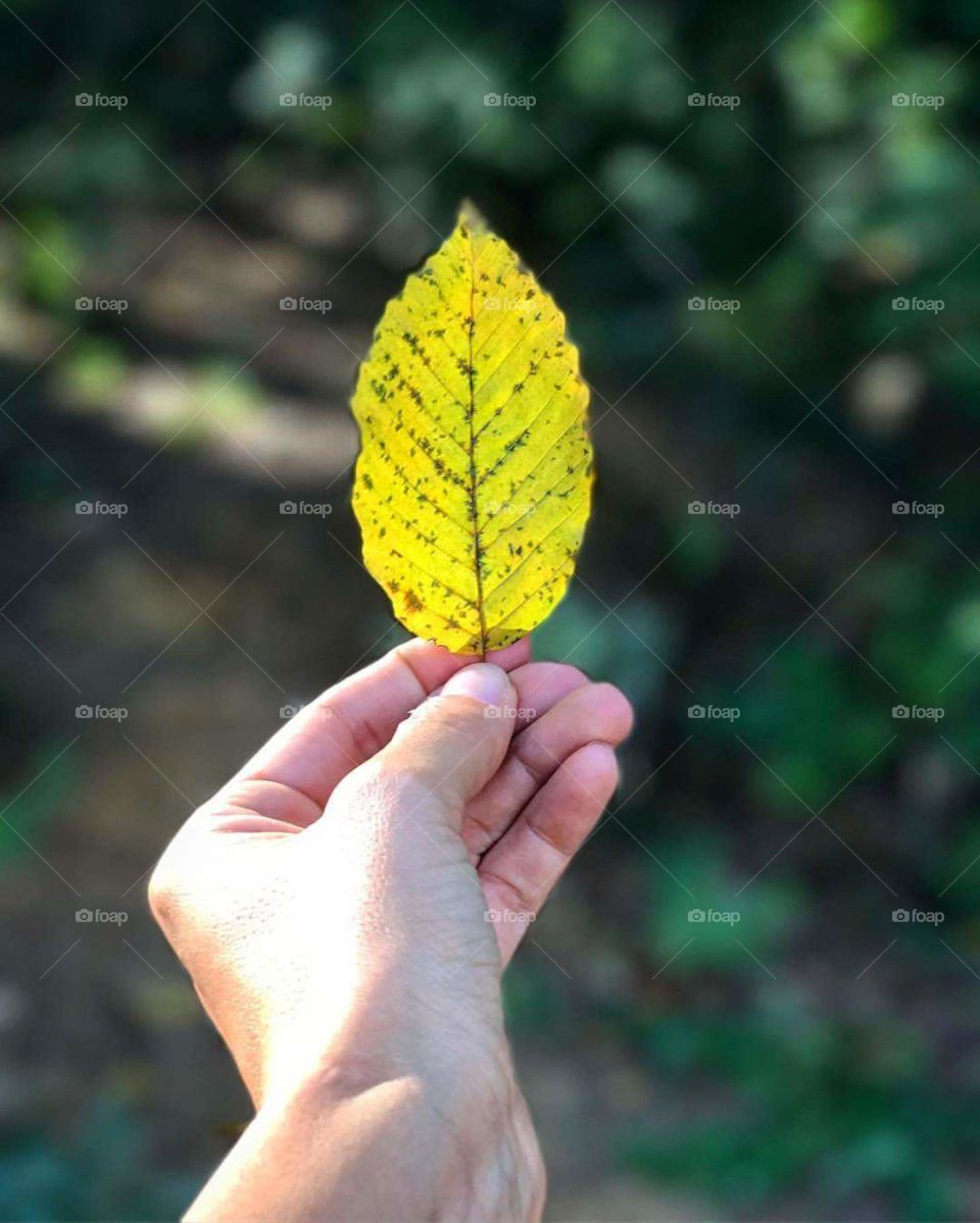 green nature