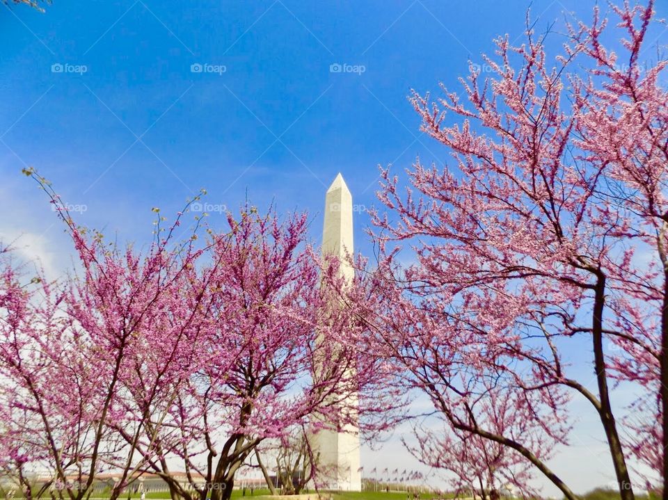 Washington Monument Spring Time 
