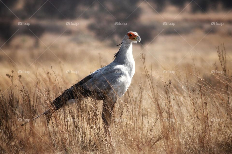 Secretary bird