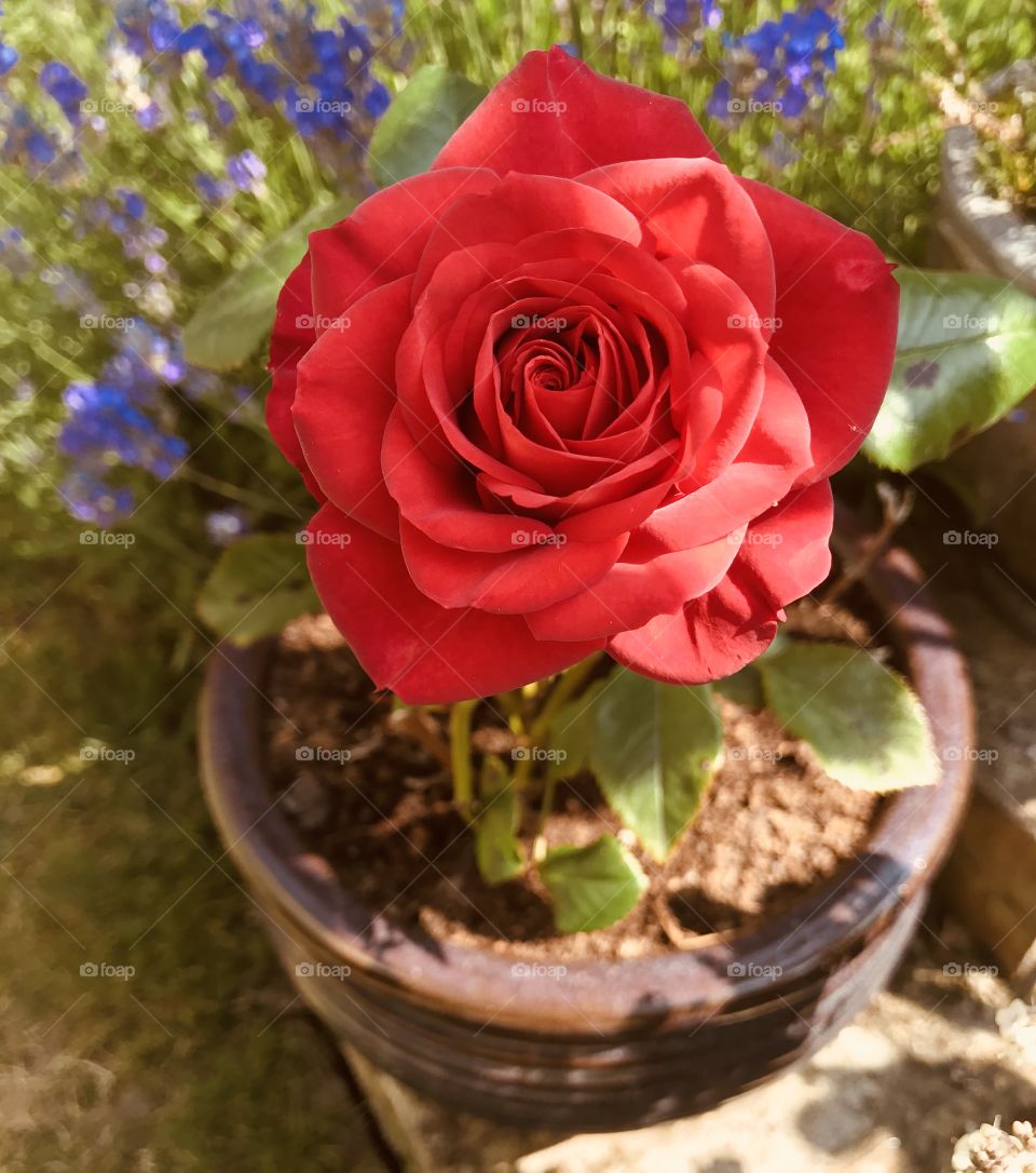Red rose in pot