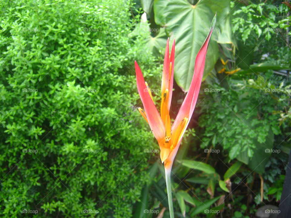 A strange flower in Costa Rica
