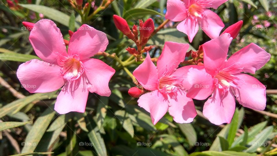 lovely pink colour flowers in daytime with green colour leafs