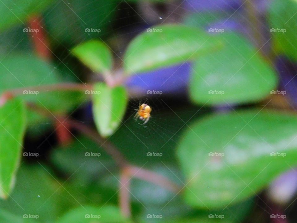 Baby spider in its web