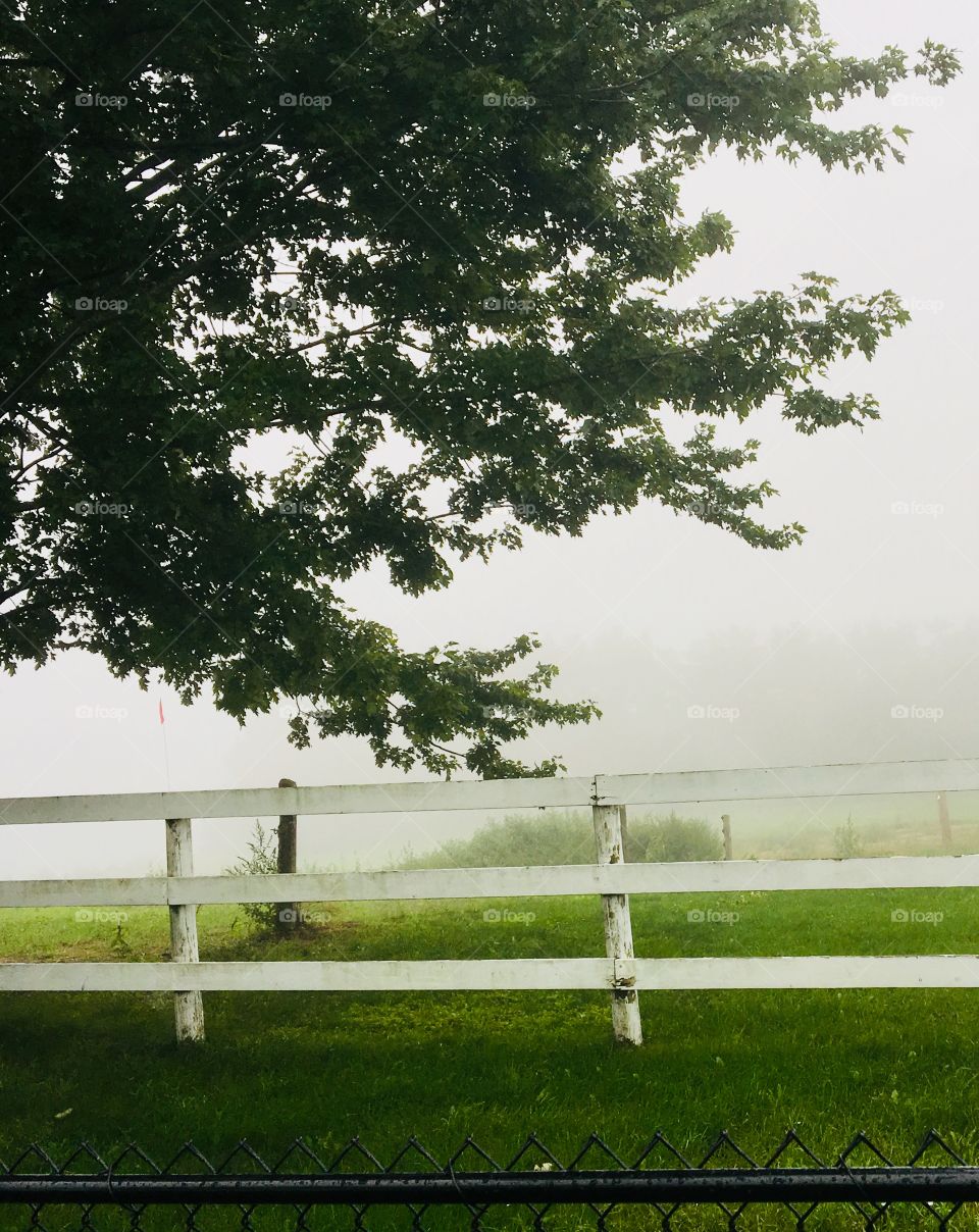 Up in the foreground is a black chain link fence, behind is a weathered white picket fence. This picture was taken to show how bad the fog was. You can usually see way far in the back forty yet today the fog was too dense. Beautiful lush green grass.