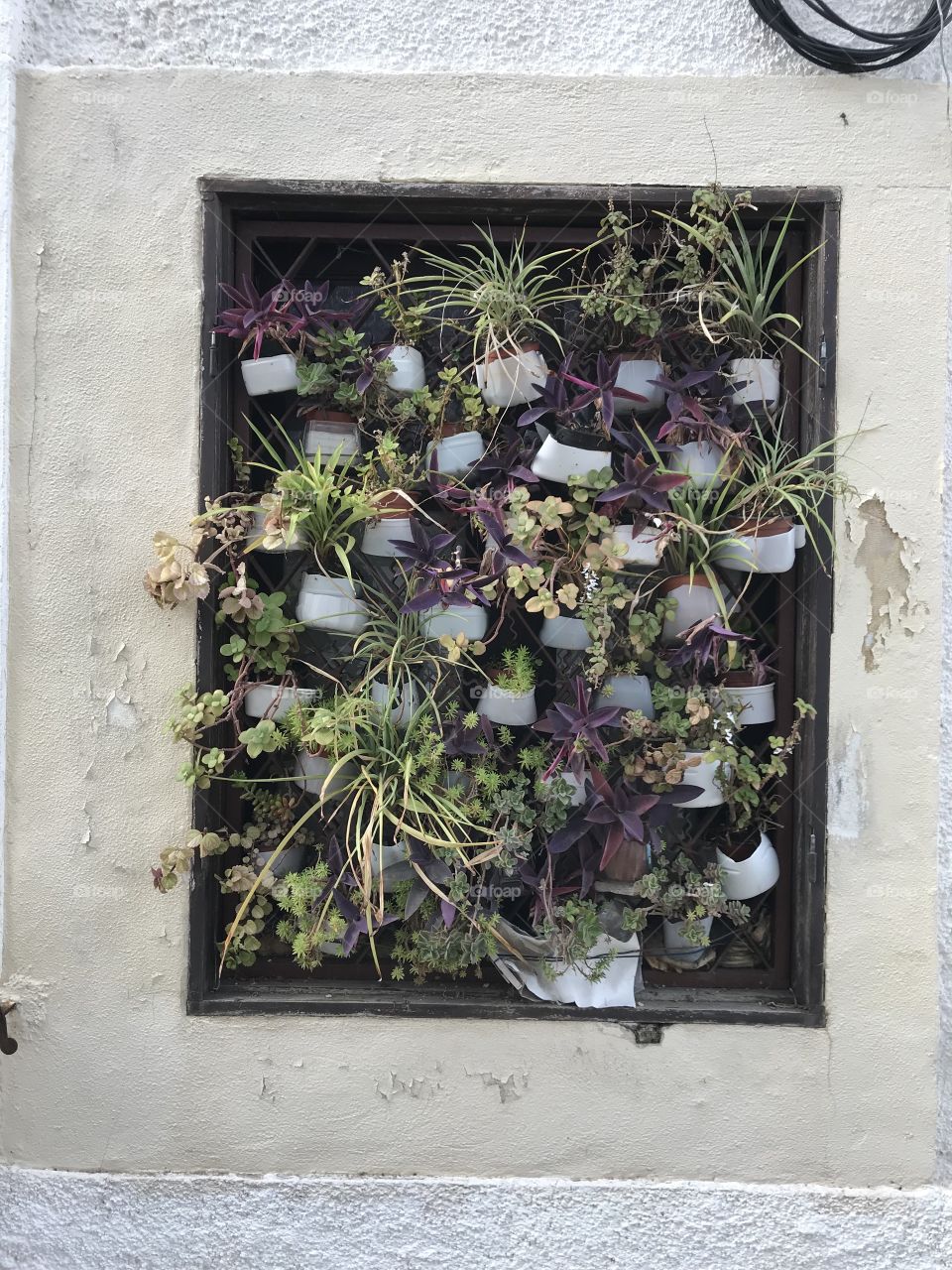 Window with flower pots