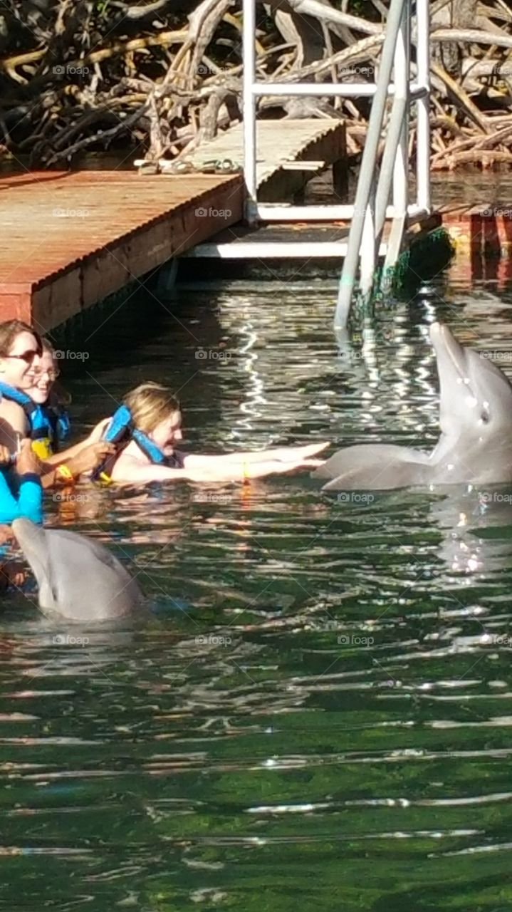 Group of woman swim with dolphin in water