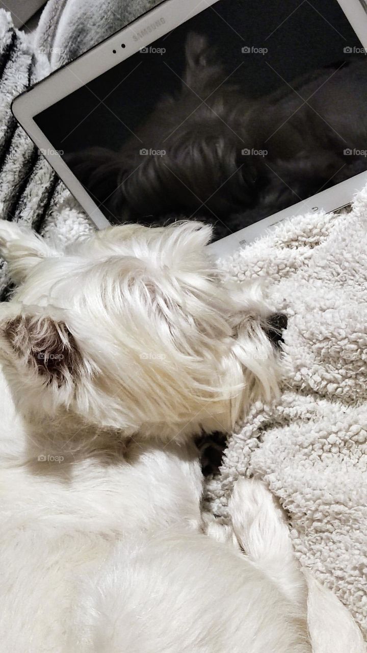 photo with dog and Samsung