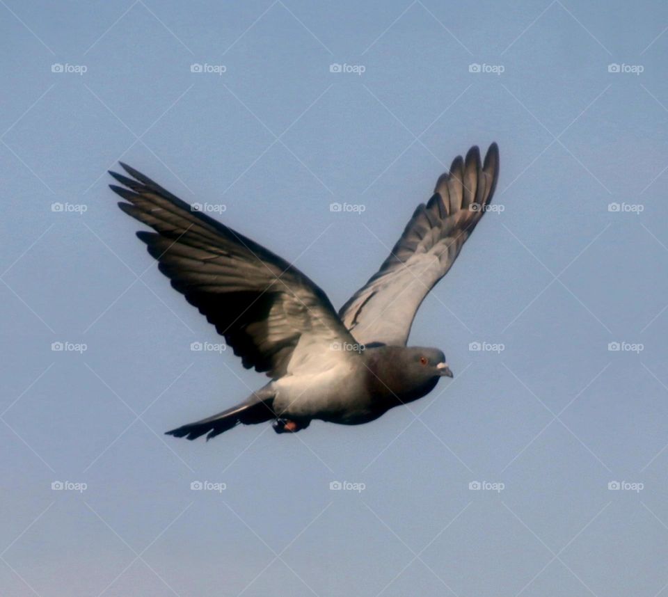A Pigeon in Flight
