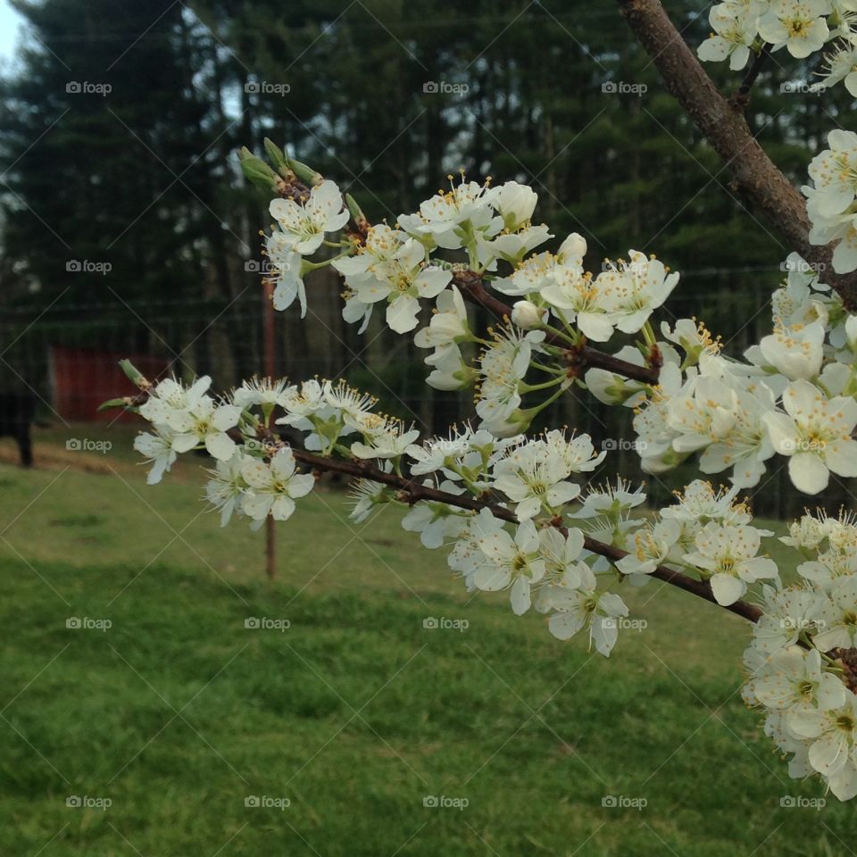 Pear Tree before Rain