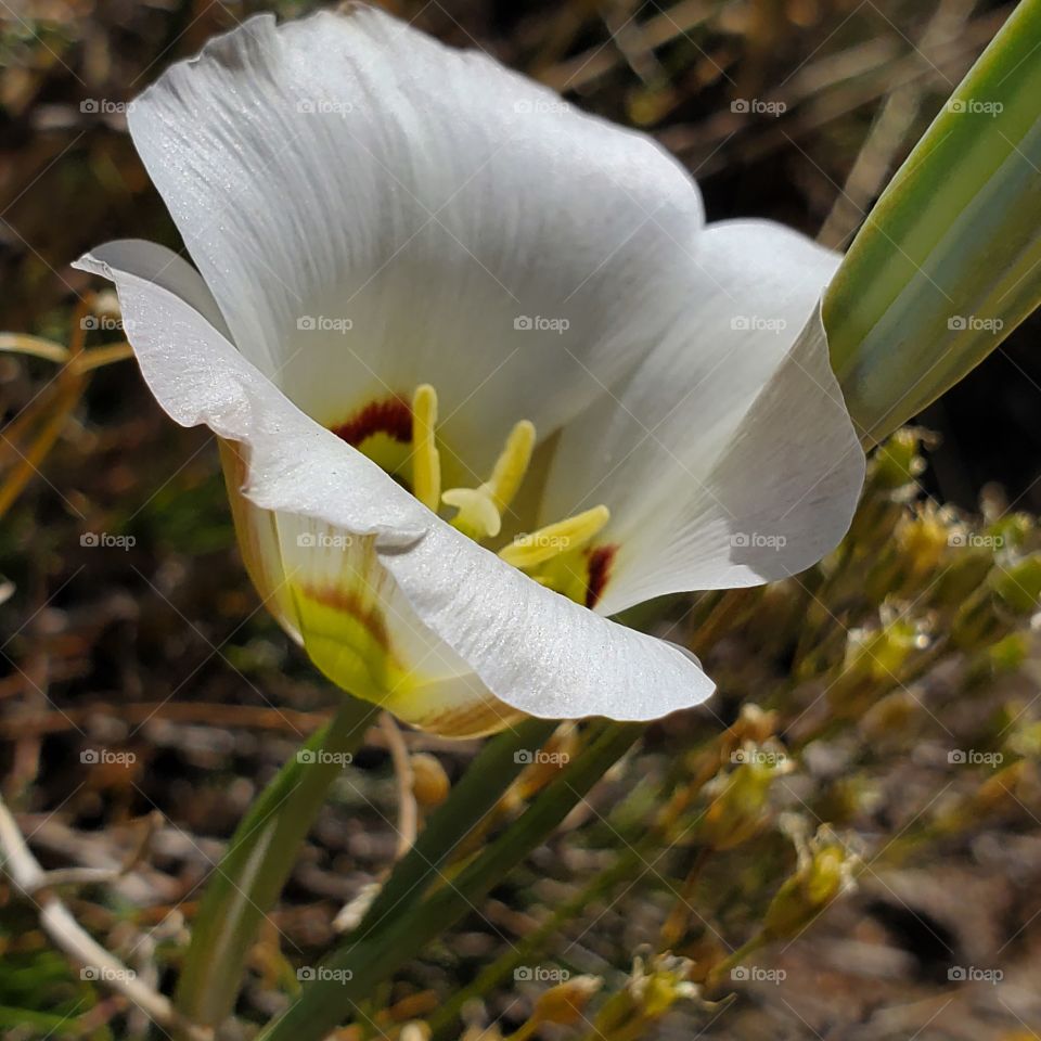 Sego Lily