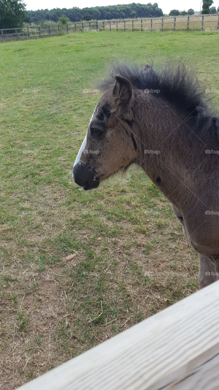 baby horse