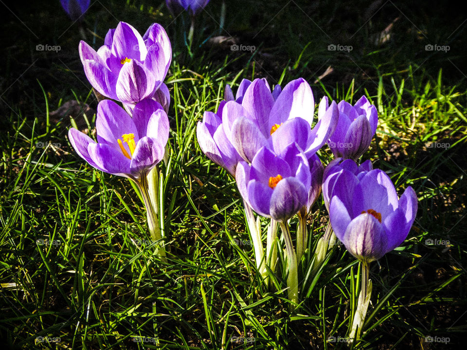 Crocus 