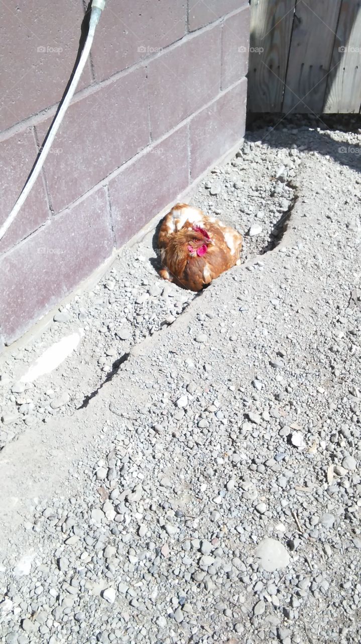 This Red Star hen loves her sunbathing