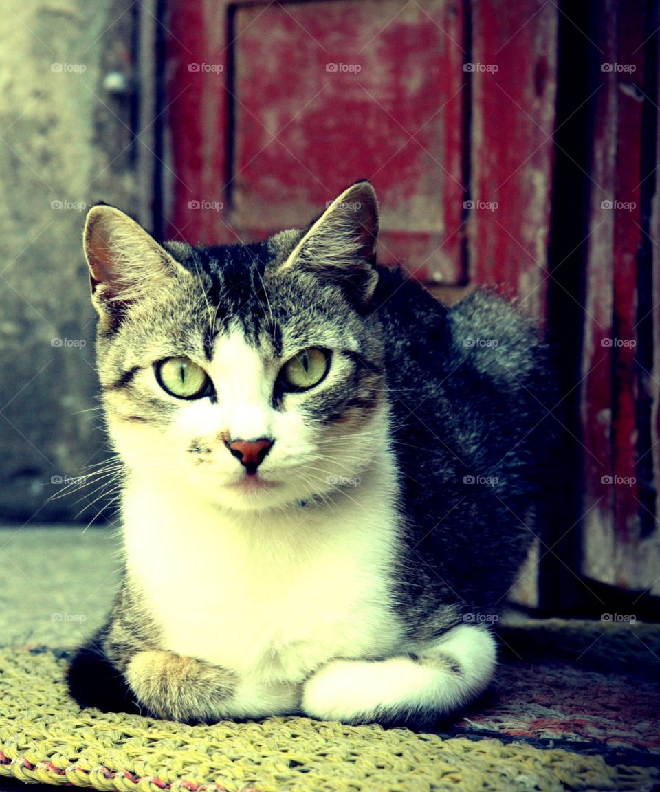 A cute gray color cat is sitting and looking with beautiful eyes.