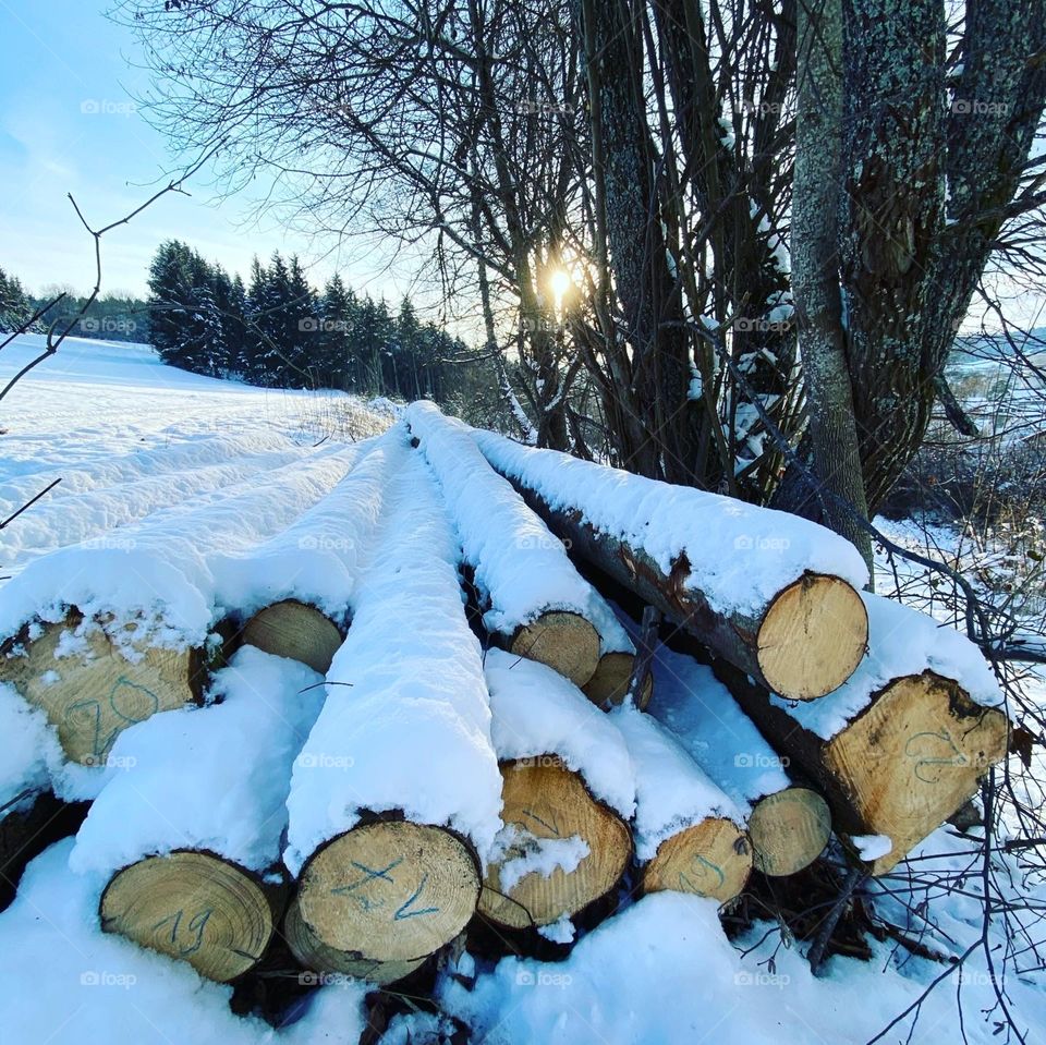 Snow on tree logs wood logs 