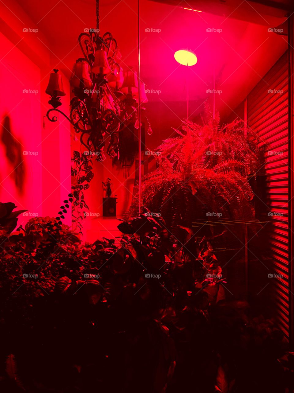 Against a red window, several plants stand. There is a chandelier. In the foreground are plants outside. They are like shadows. 