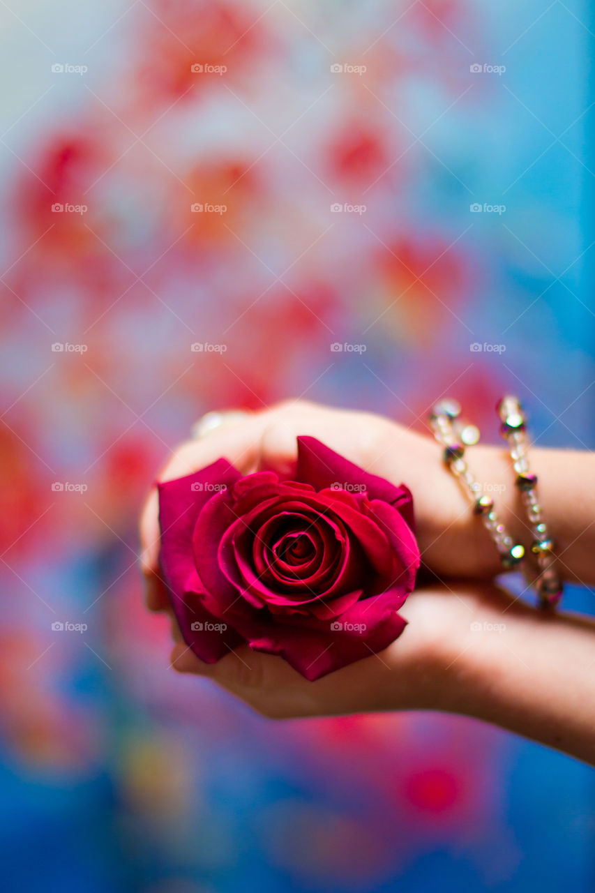 Beautiful clash of two strong colors red and blue. Image of girl's hands where she holds a single red rose with blue and red faded background.