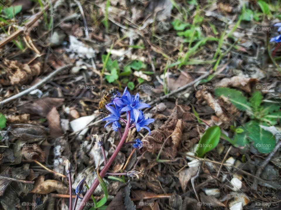 A honey bee collects pollen on a purple flower. spring.