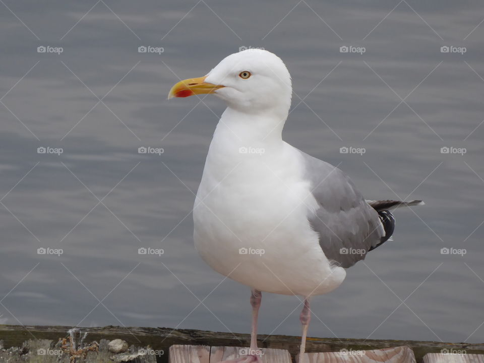 Gull Baltic Sea 