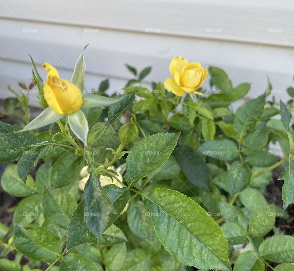 Yellow rose bush