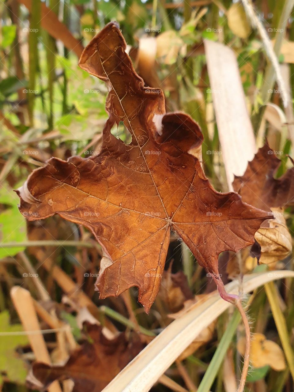 dried leaves fall