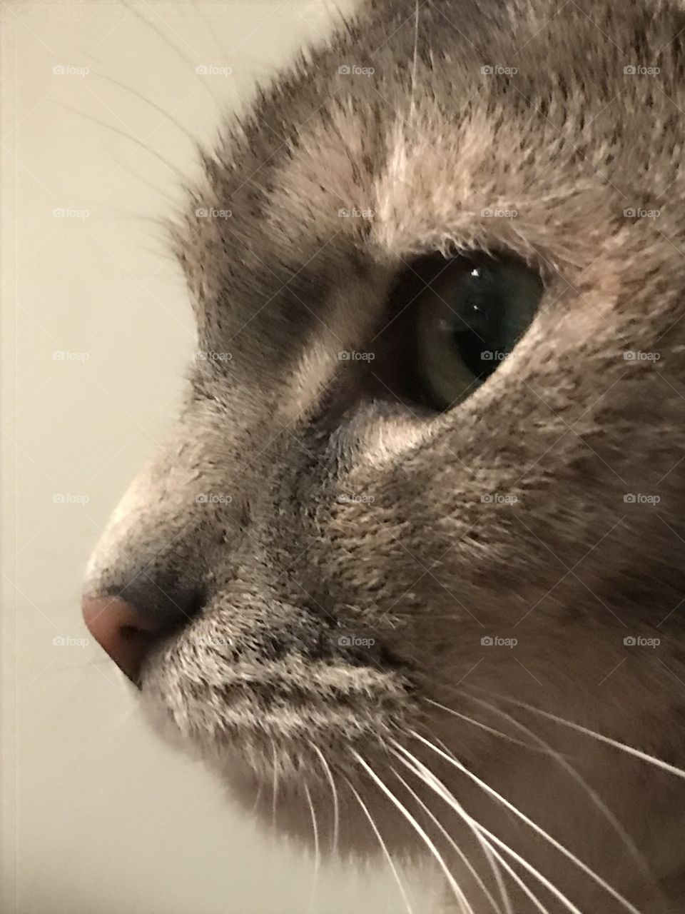 The close up of a cat