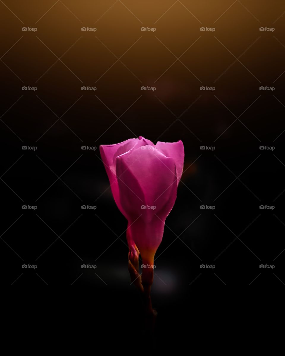 A lightening flower- Picture has been captured on Realme 6i and edited on Adobe Lightroom, Google Snapseed and Lens distortion applications.
exif-
f/1.8   ISO135   1/100sec.
Location- Mumbai.