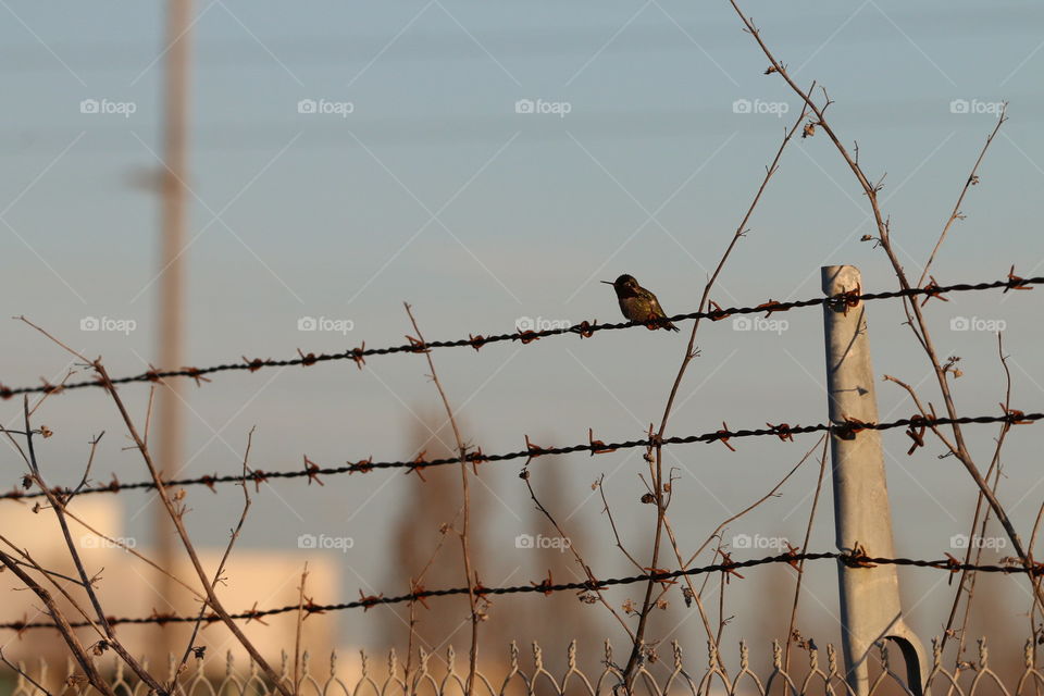 Humming on barbed wire 