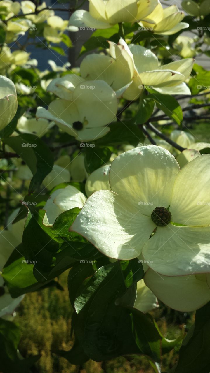 white magnolia. my neighbors tree in full spring bloom