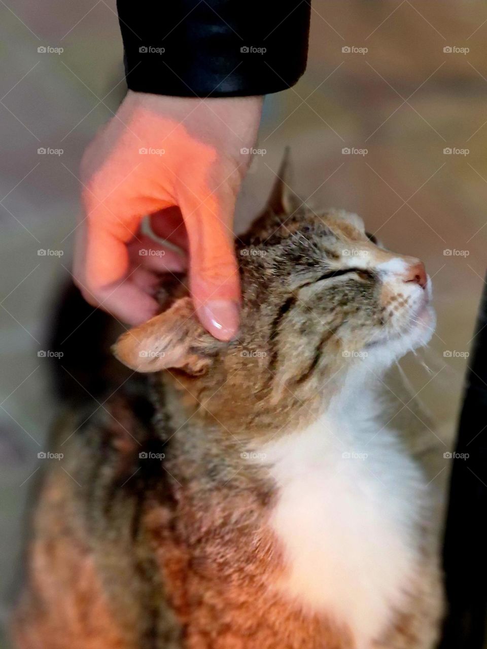 the loving cat