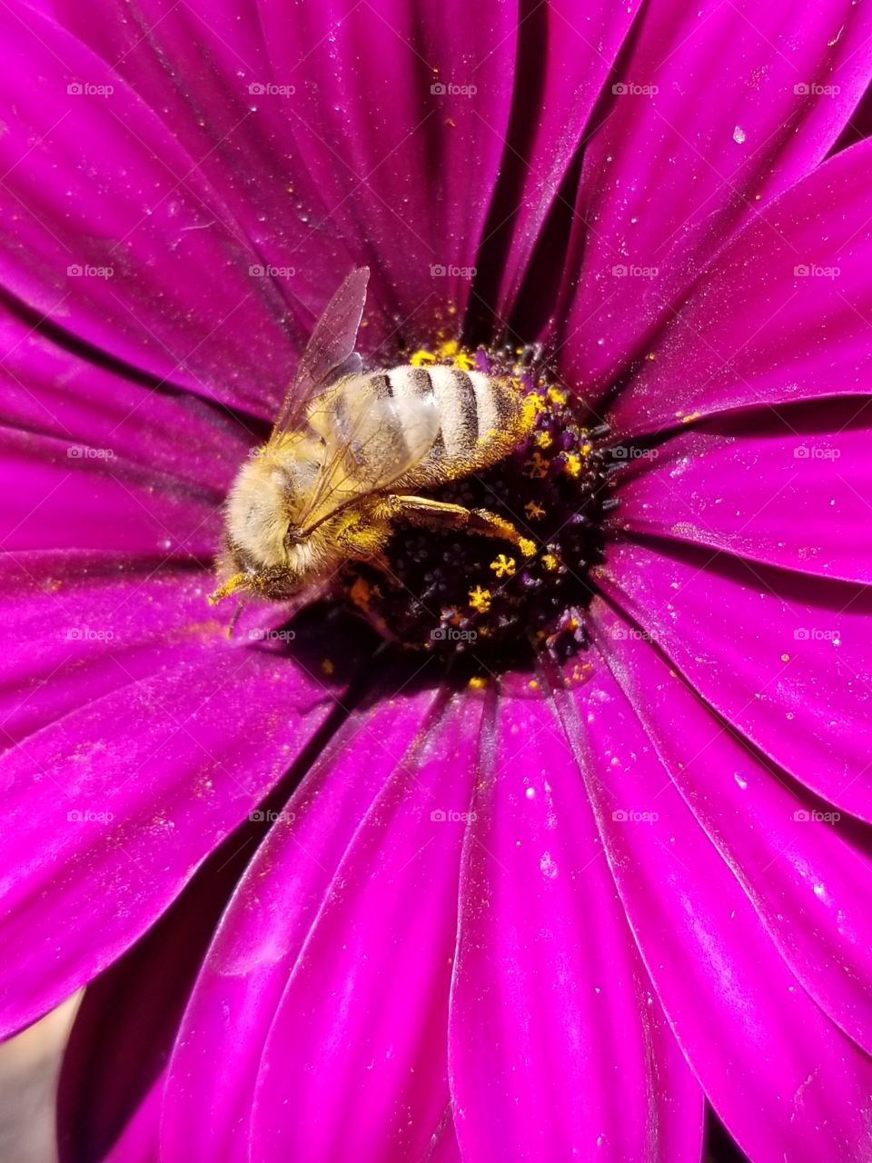 Bees of Summer
