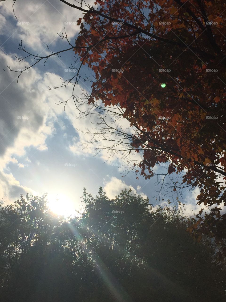 Low angle view of trees