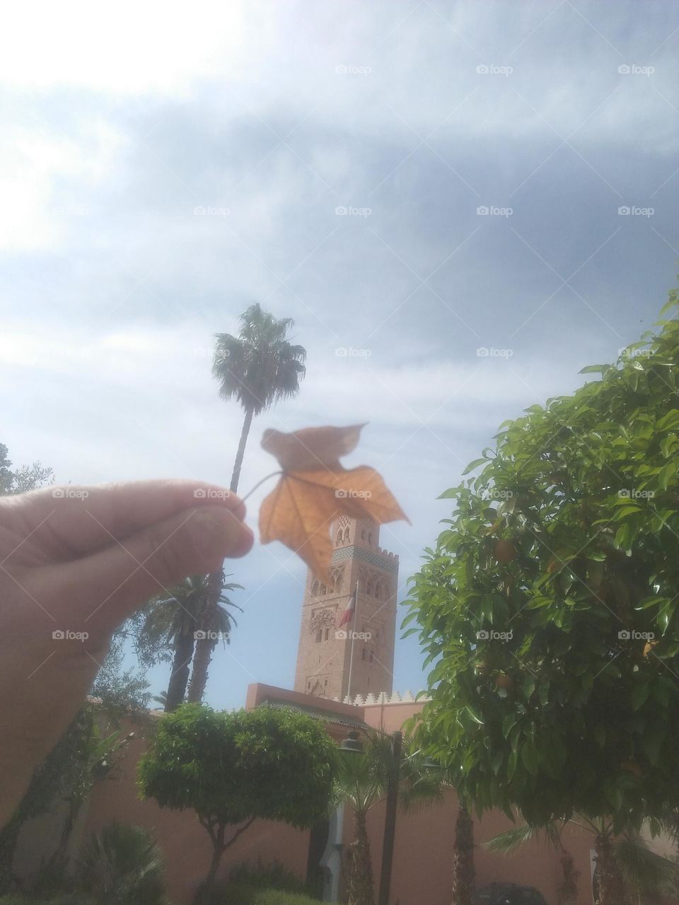 Dead leaf of a tree.