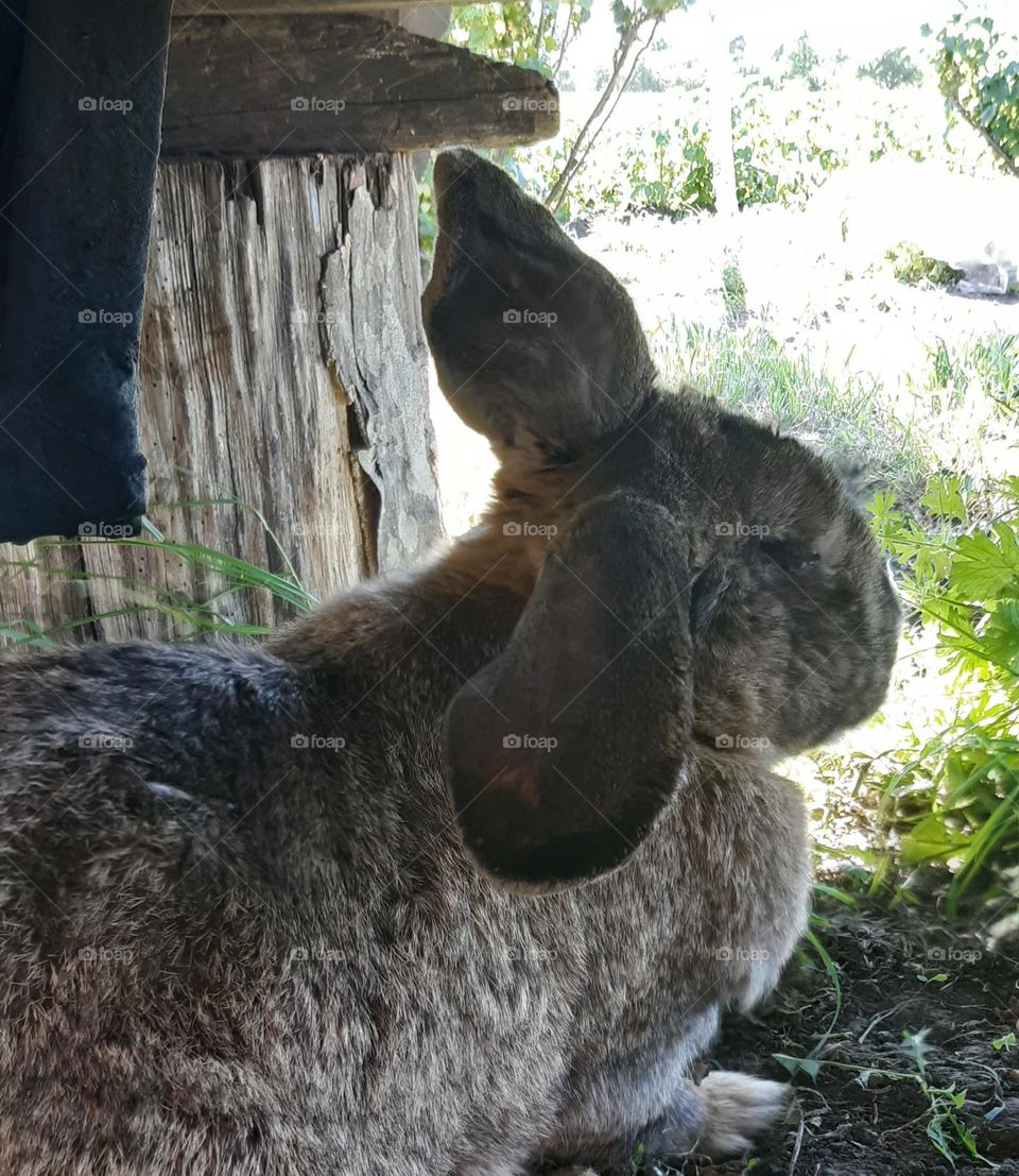 a rabbit that leaves outside