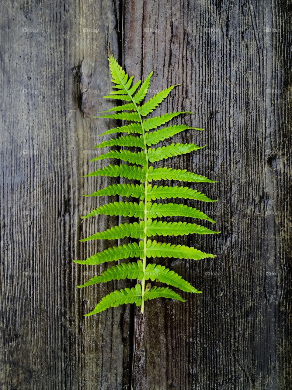 Fern leaf on wooden table