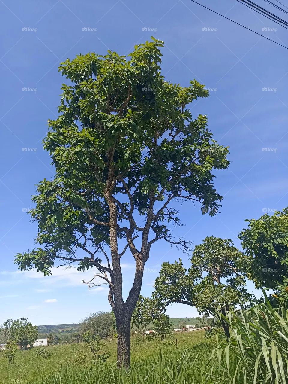 árvore