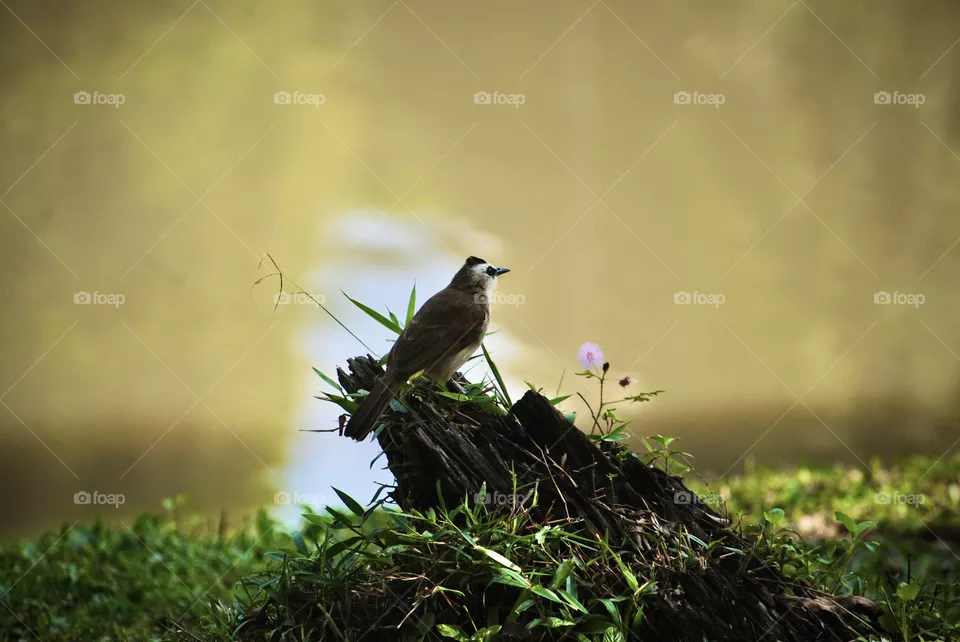 Bird In a distance 