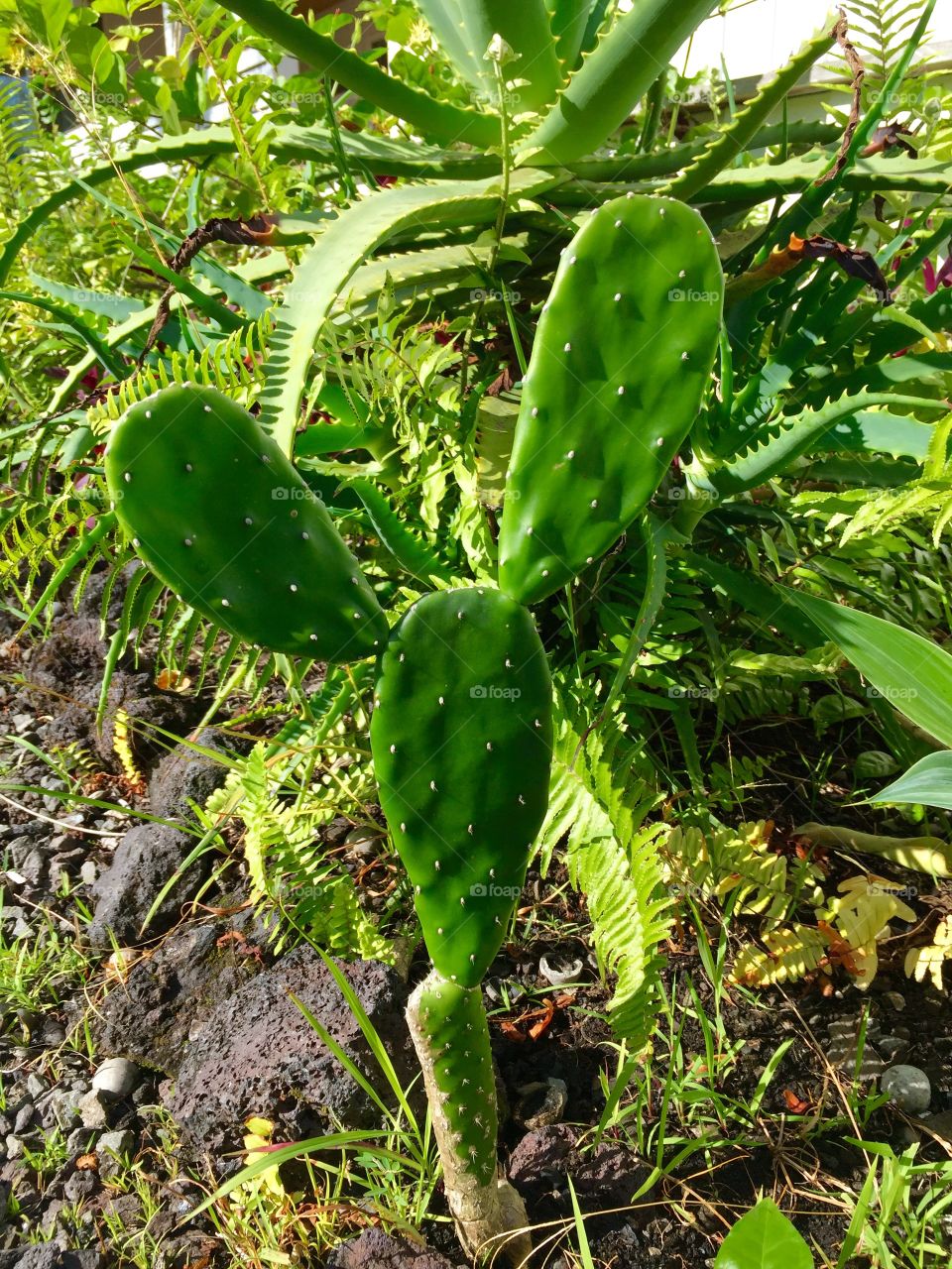 Hawaii Series: Prickly  Mouse Cactus